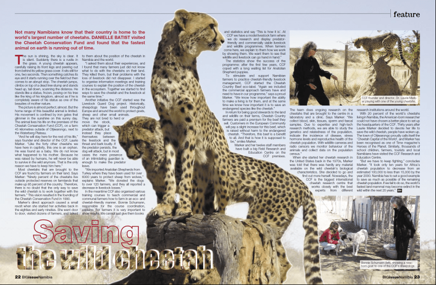 Cheetah_Big Issue Namibia